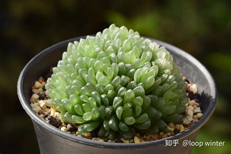 玉露植物|从入门到精通，玉露品种介绍